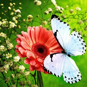 Дмитриев Д.